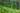 The Role of Shade Trees in Tea Estates