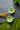 Berry Matcha Green Tea: An Energizing Bestseller from Tea Trunk