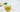 New Launch: Chamomile Green Tea