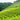 The beauty of Indian Tea Gardens