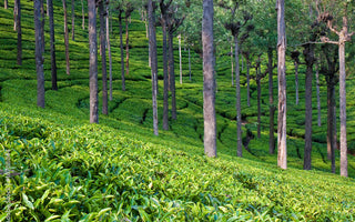 The Role of Shade Trees in Tea Estates