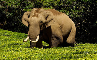 World Elephant Day and the Unlikely Connection with Tea