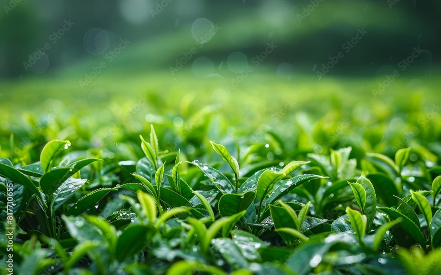 The Significance of Rain to a Tea Plant: Nurturing Nature's Beverage