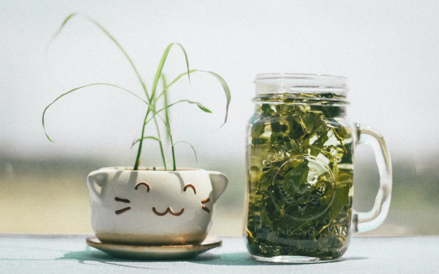 A Spa Day for Your Skin: Green Tea Leaves