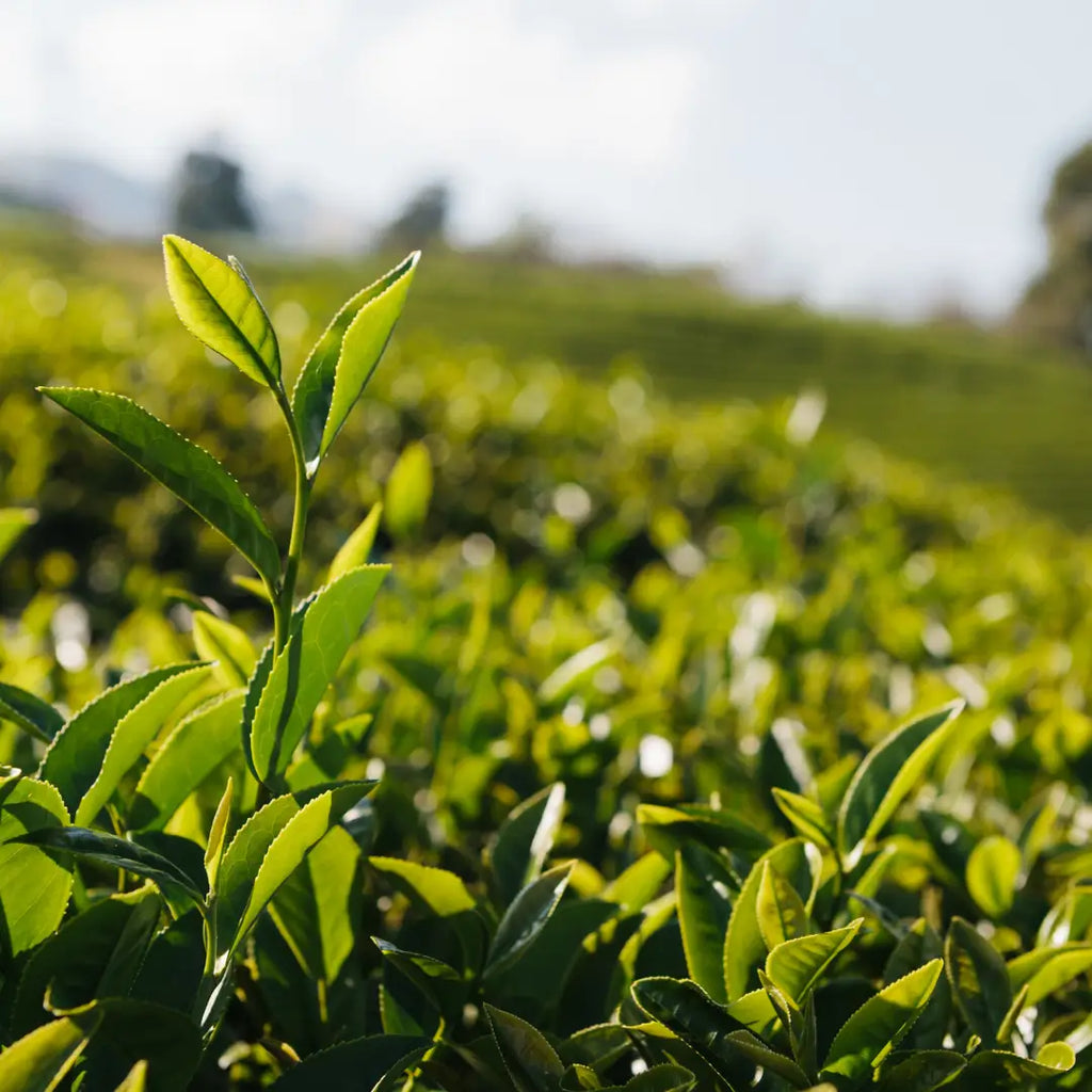 Darjeeling Tea in Tea 