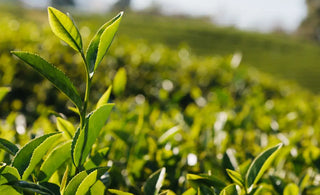 Everything You Need to Know About Darjeeling Tea in a Nutshell