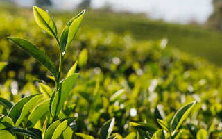 Everything You Need to Know About Darjeeling Tea in a Nutshell