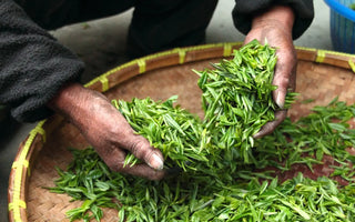 Exploring the World of Tea Leaves
