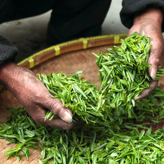 Exploring the World of Tea Leaves