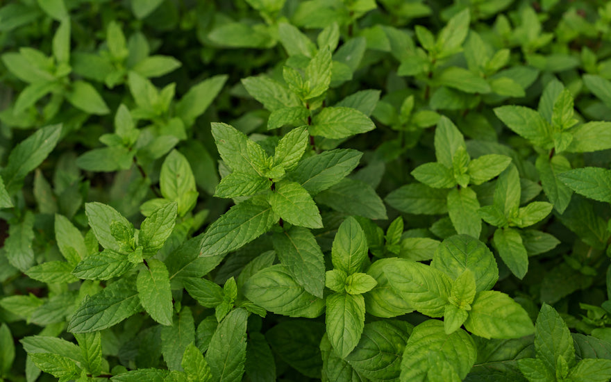 Revitalize Your Routine: Crafting Your Own Spearmint Body Wash