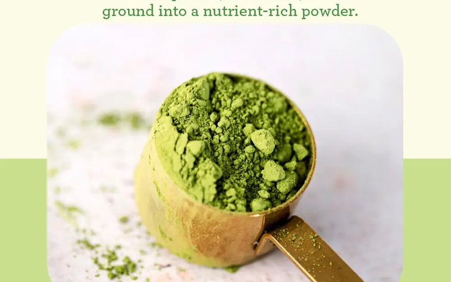 How to Prepare Matcha for a Perfect Cup