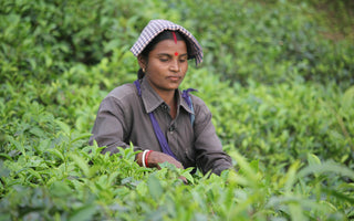 Where does Tea grow?