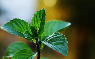 Spearmint vs. Peppermint: Which Mint is Right for You?