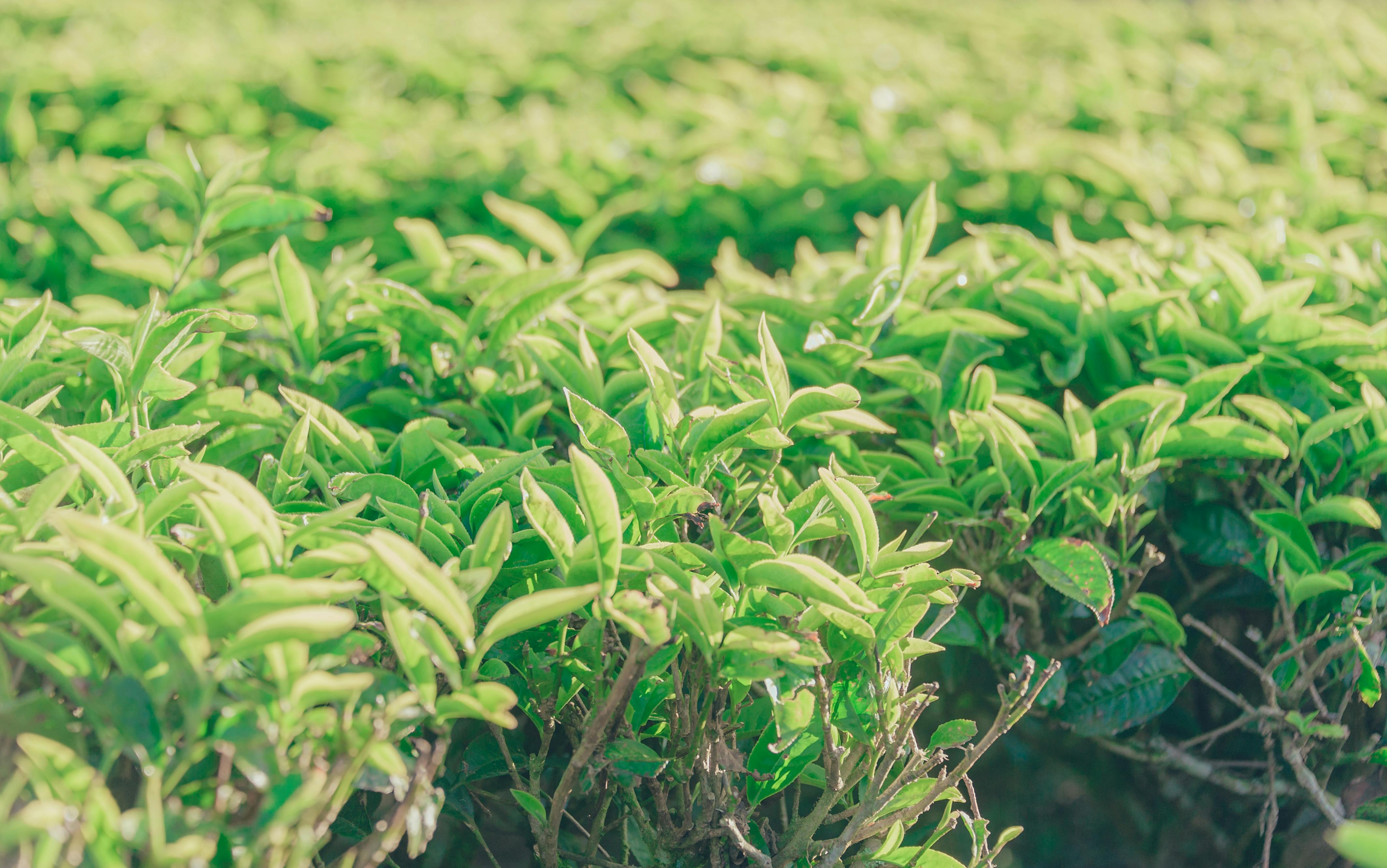 Does Black Tea Have More Caffeine?