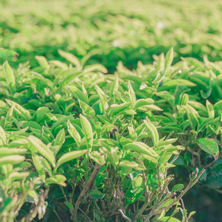 Does Black Tea Have More Caffeine?