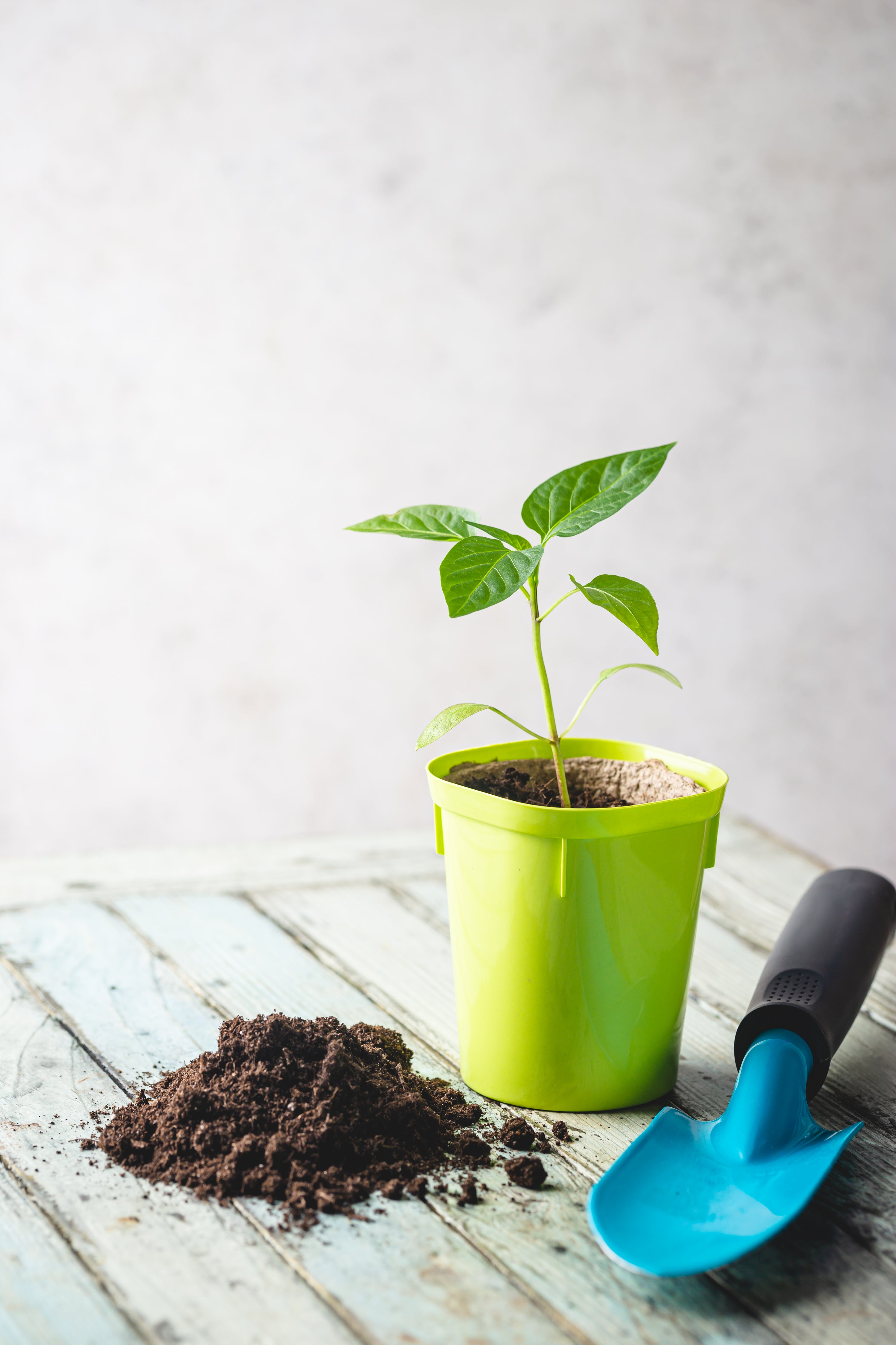 Tea as a Fertilizer