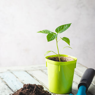 Tea as a Fertilizer