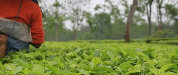Single Origin Tea – Uniquely Unblended