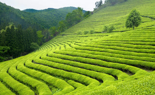 Tea Gardens in India: From Field to Cup