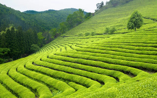 Tea Gardens in India: From Field to Cup