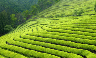 The beauty of Indian Tea Gardens
