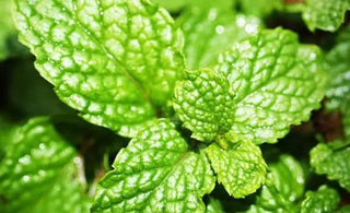 Types of Mint and their benefits