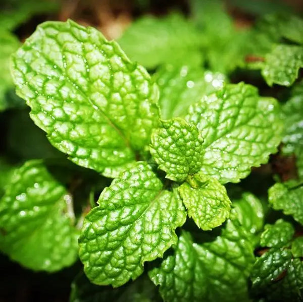 Types of Mint and their benefits
