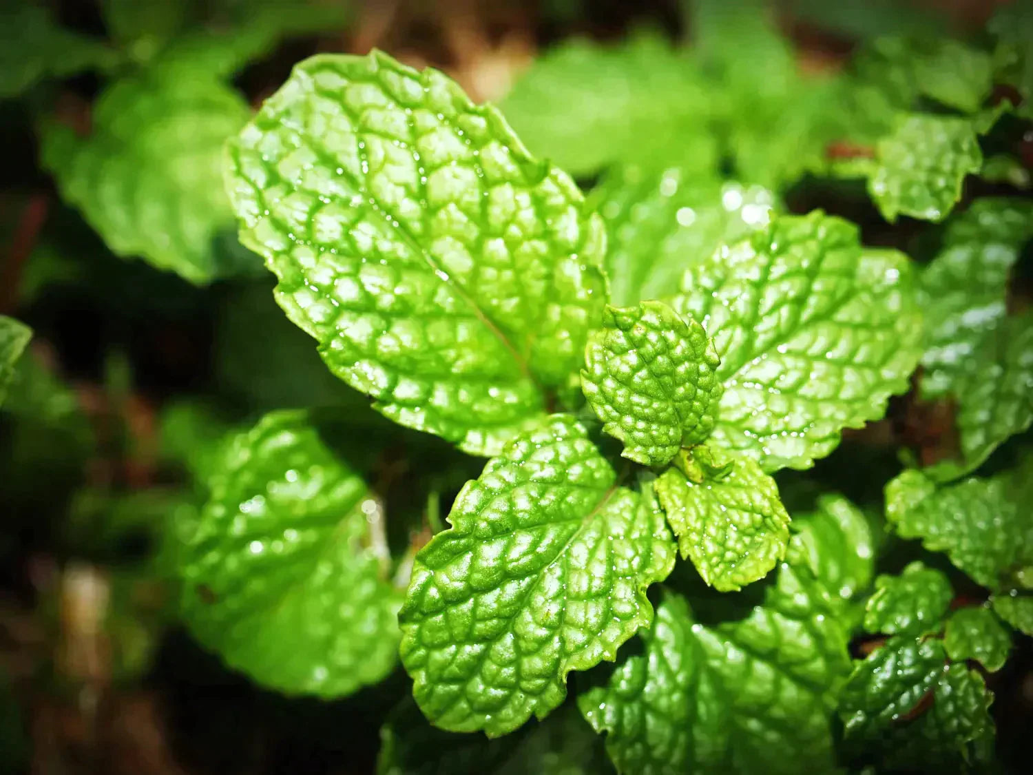 Types of Mint and their Benefits