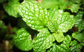 Types of Mint and their Benefits