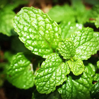 Types of Mint and their Benefits
