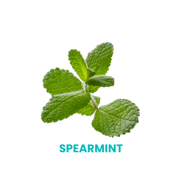 Buy Spearmint Tea for Acne, Digestion, Bloating & Hormonal Balance
